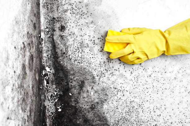 Crawl Space Mold Removal in Thomson, GA