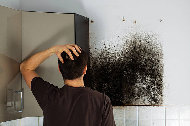 Best Commercial Mold Removal  in Thomson, GA