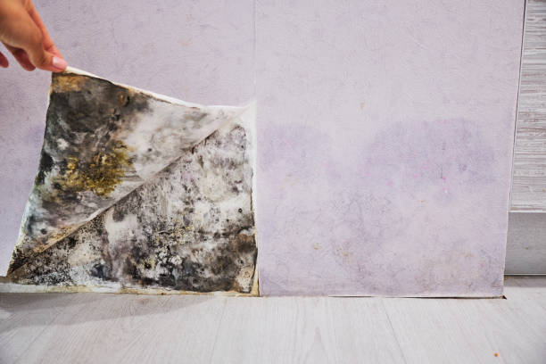 Best Mold Damage Repair  in Thomson, GA